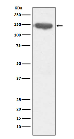 CD13 Ab