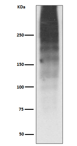 Mucin 16 Ab