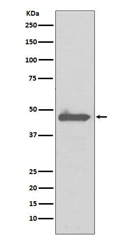 Caspase 5 Ab