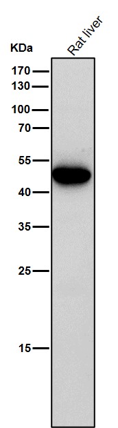 Caspase 5 Ab