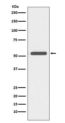 Cytokeratin 6A Ab