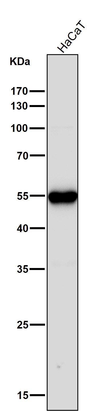 Cytokeratin 6A Ab