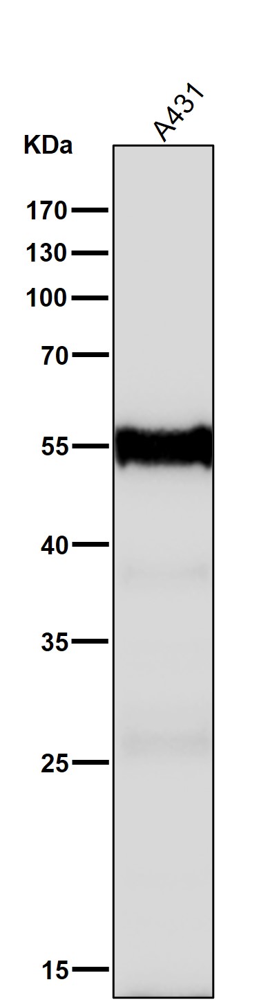 Cytokeratin 6A Ab