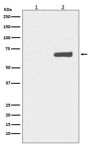 p-YAP1 (S127) Ab