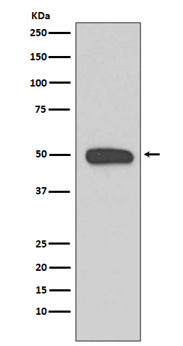 Cytokeratin 13 Ab