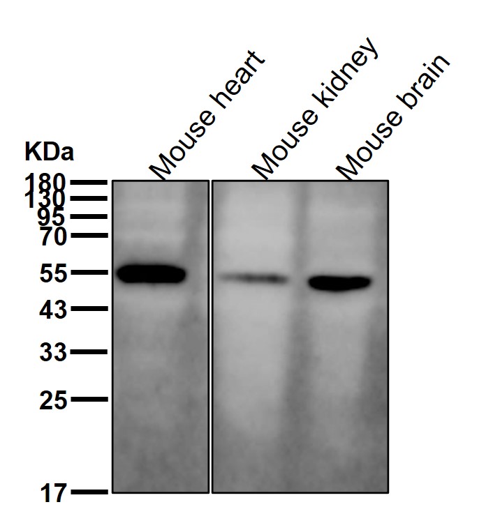 Cytokeratin 13 Ab