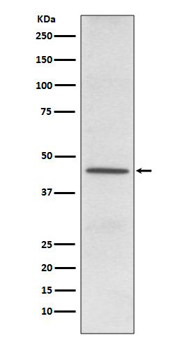 CD38 Ab