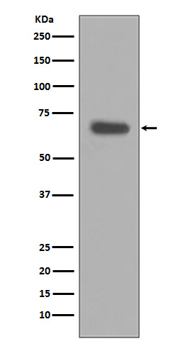 Caspase 10 Ab