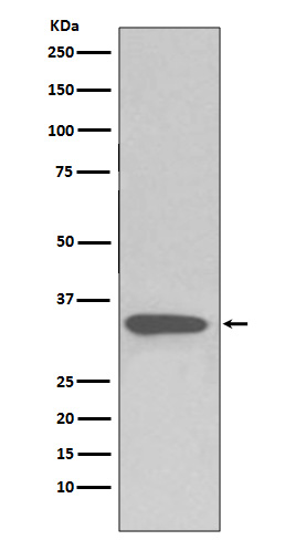 Caspase 3 Ab