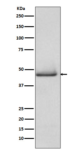 Caspase 9 Ab