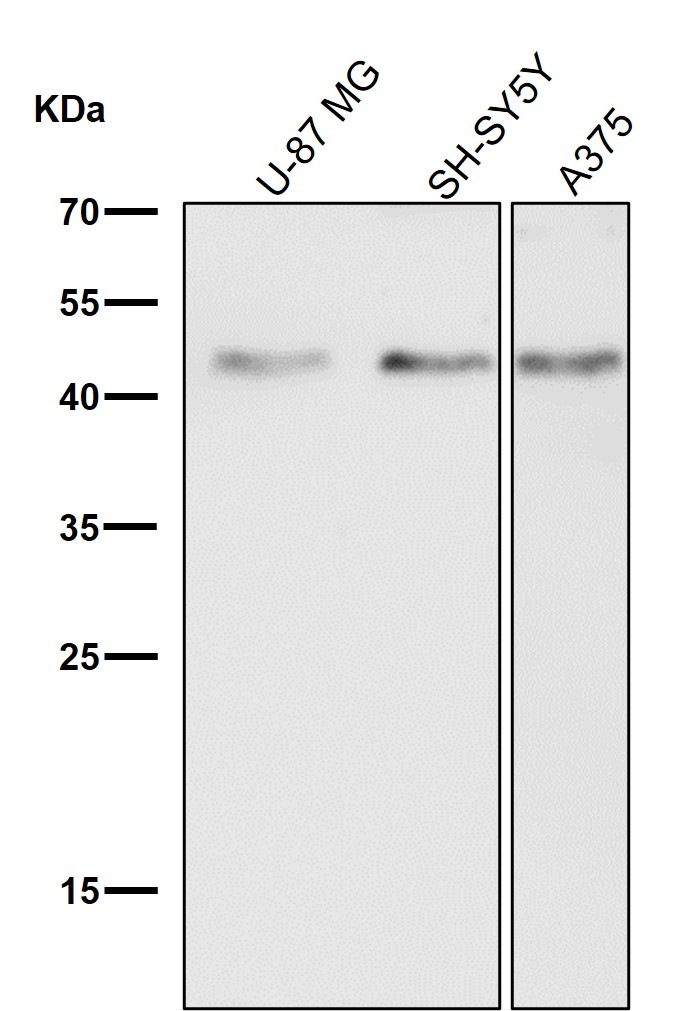 Caspase 9 Ab