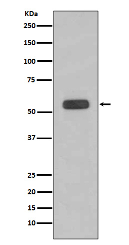 Caspase 8 Ab