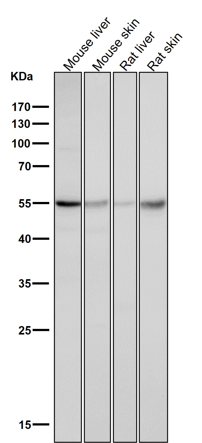 Caspase 8 Ab