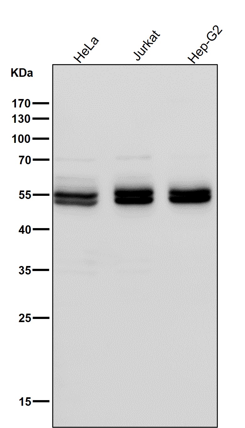 Caspase 8 Ab