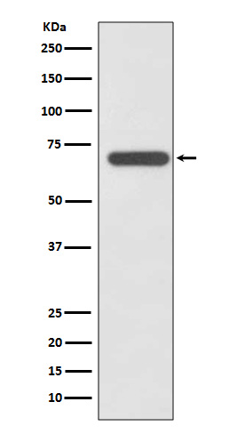 SHP2 Ab