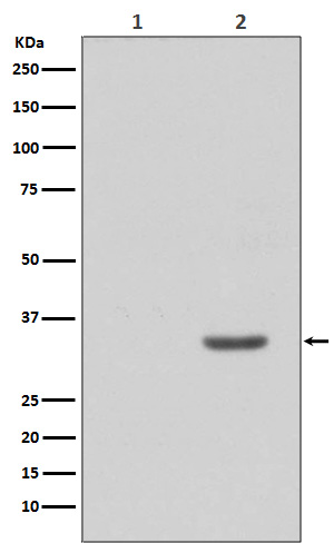 p-CDK2 (Y15) Ab