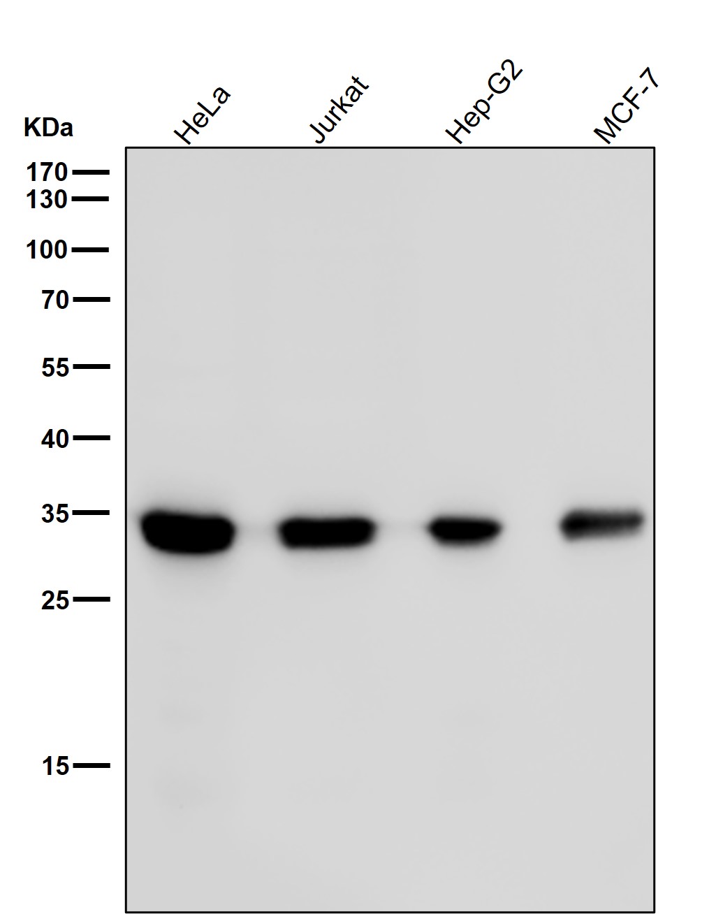 p-CDK2 (Y15) Ab