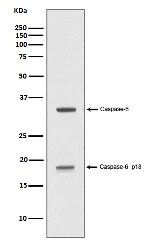 Cleaved-Caspase 6 p18 Ab