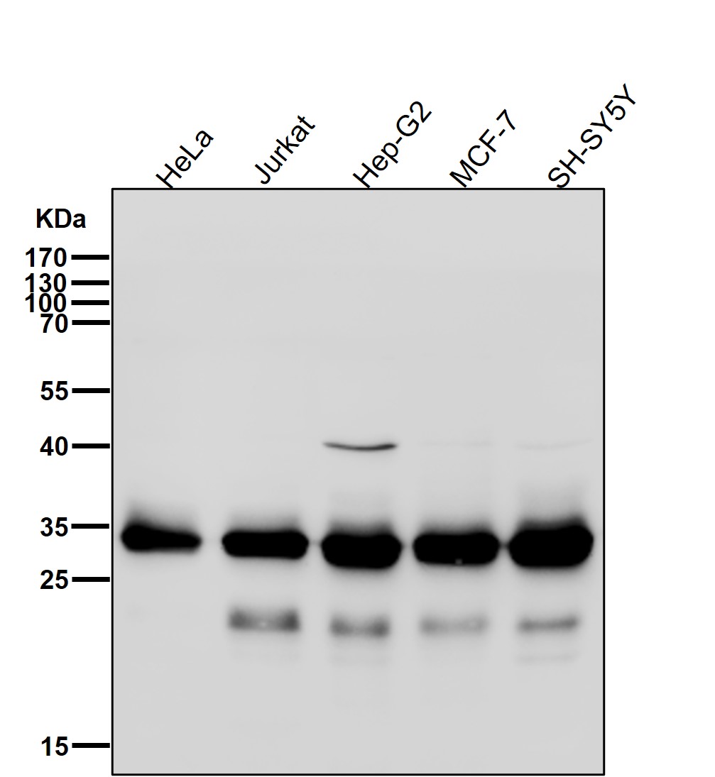 Cleaved-Caspase 6 p18 Ab