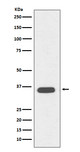 CD68 Ab