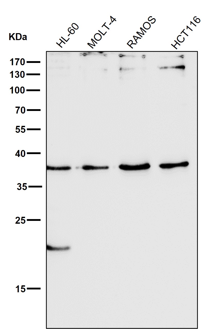 CD68 Ab