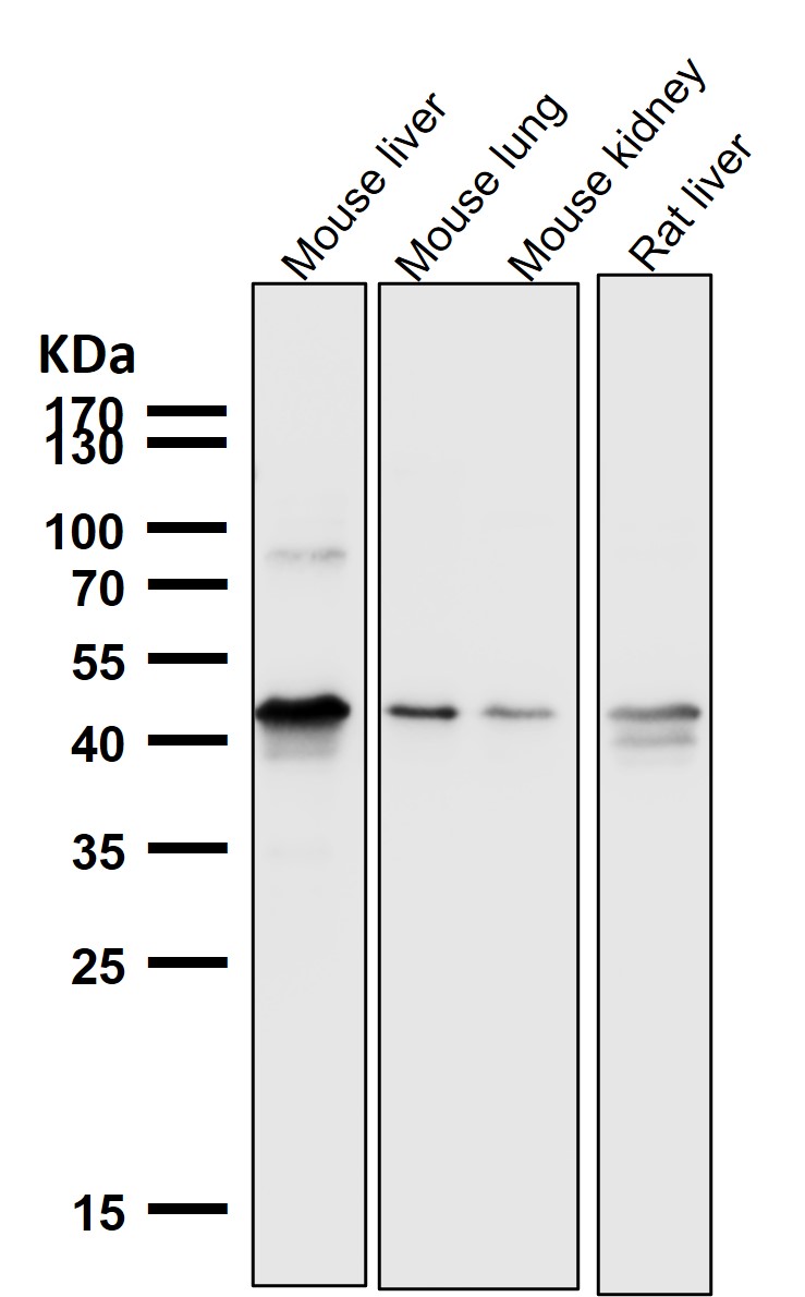 Cytokeratin 18 Ab