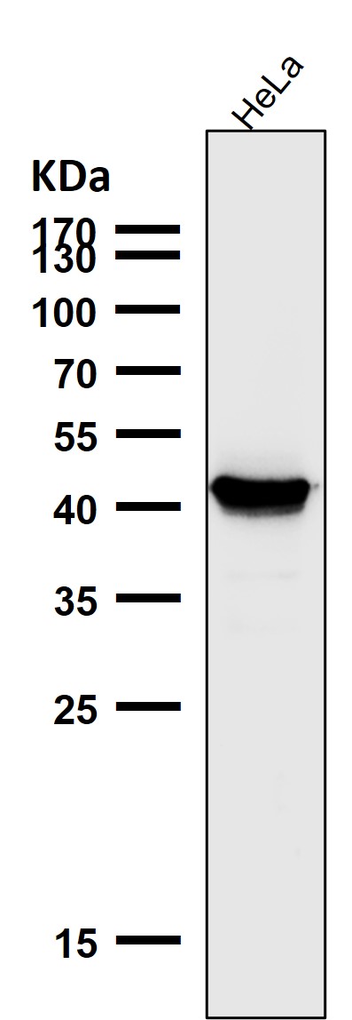 Cytokeratin 18 Ab