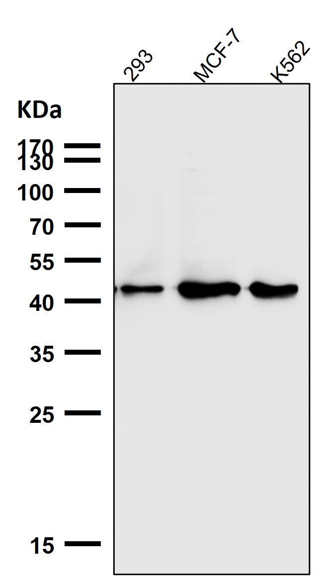 Cytokeratin 18 Ab