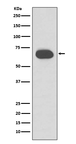 Cytokeratin 1 Ab