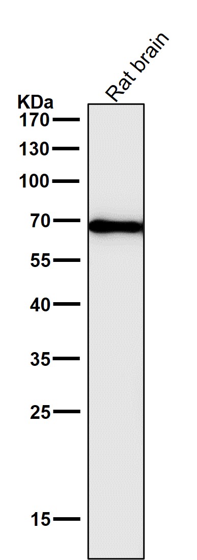 Cytokeratin 1 Ab