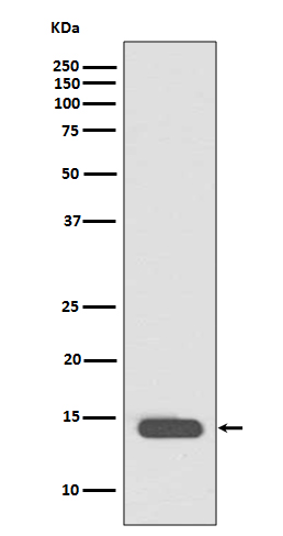 Acetyl-Histone H2B (K20) Ab