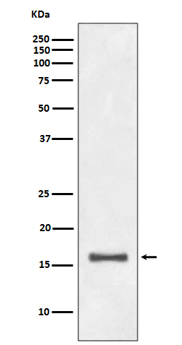 DiMethyl-Histone H3 (K9) Ab