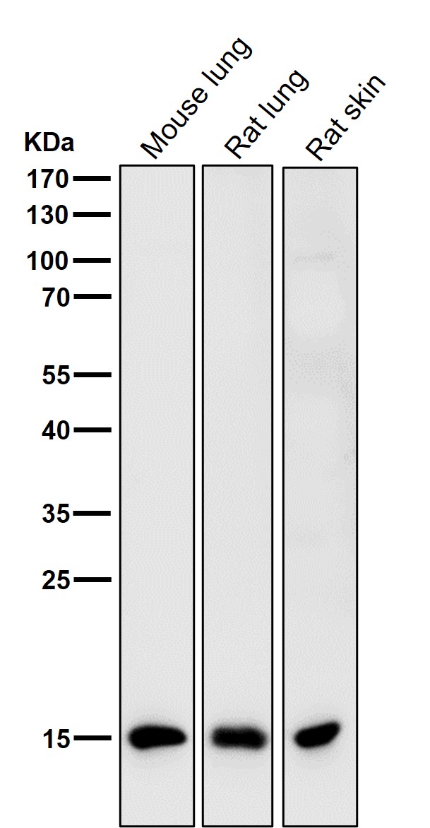 DiMethyl-Histone H3 (K9) Ab