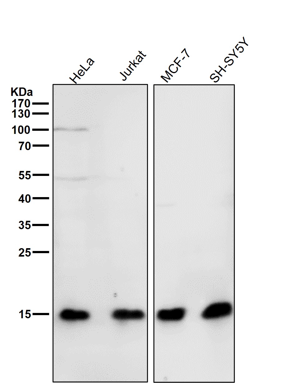 DiMethyl-Histone H3 (K9) Ab