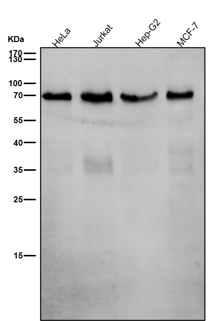 SHP2 Ab