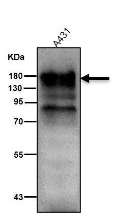 p-EGFR (S695) Ab