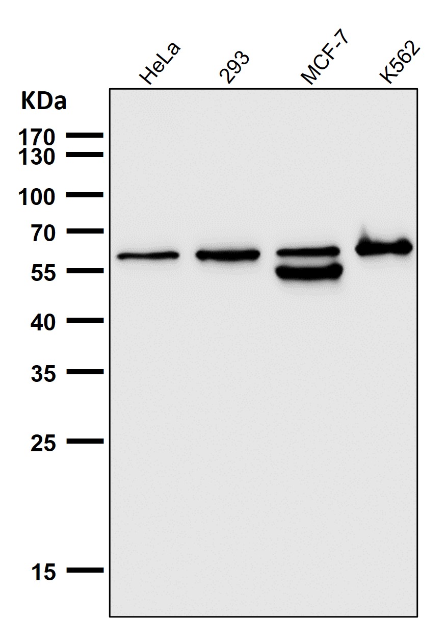 ATG5 Ab