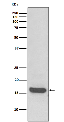 LC3A Ab