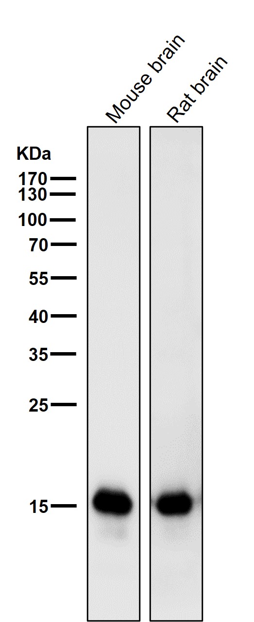 LC3A Ab