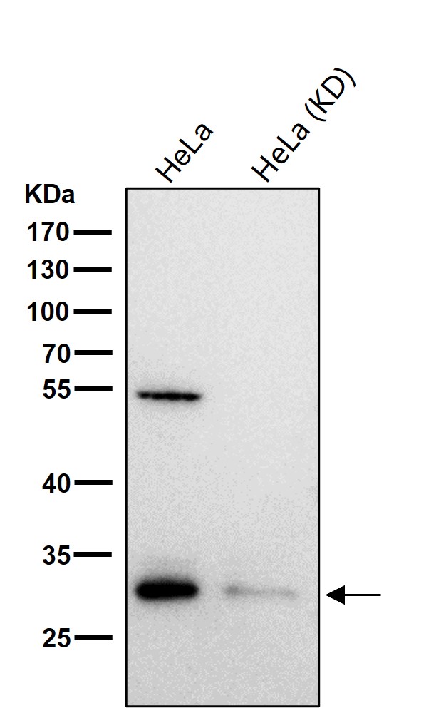 Bcl 10 Ab