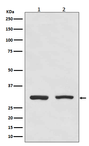 Bcl 10 Ab