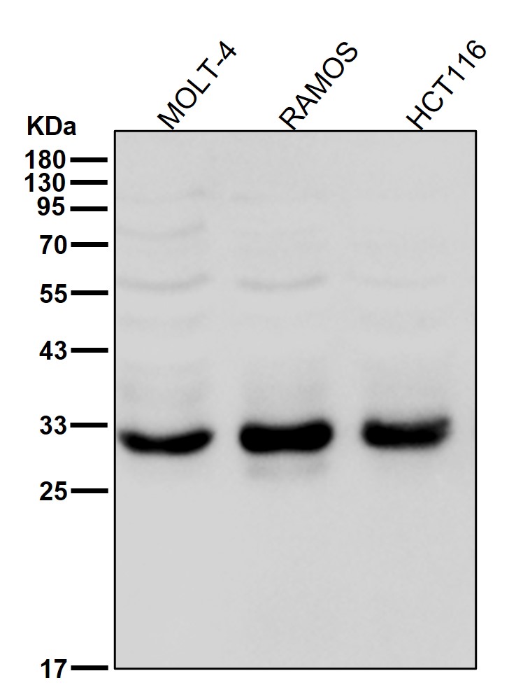 Bcl 10 Ab