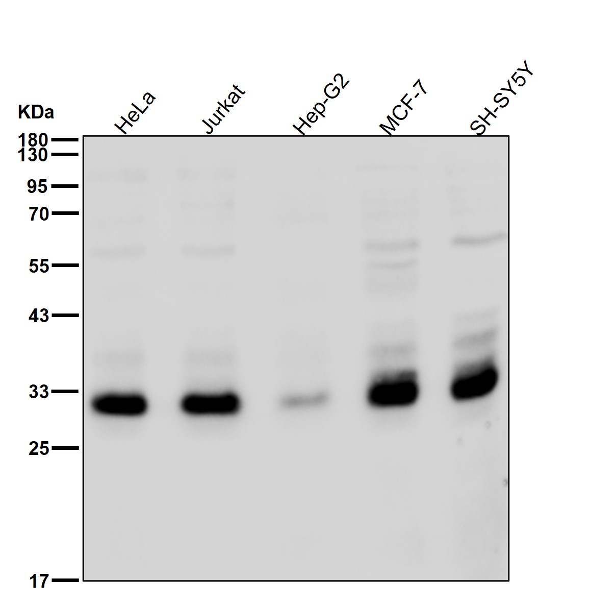 Bcl 10 Ab