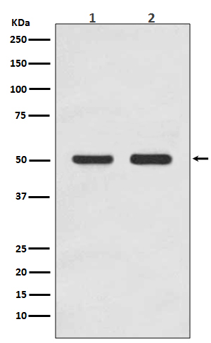 AP 2 complex mu Ab