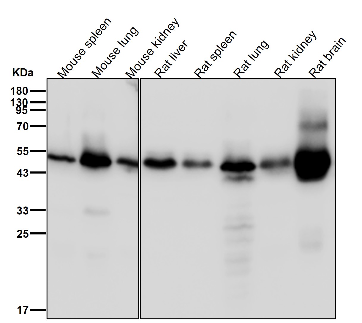 AP 2 complex mu Ab