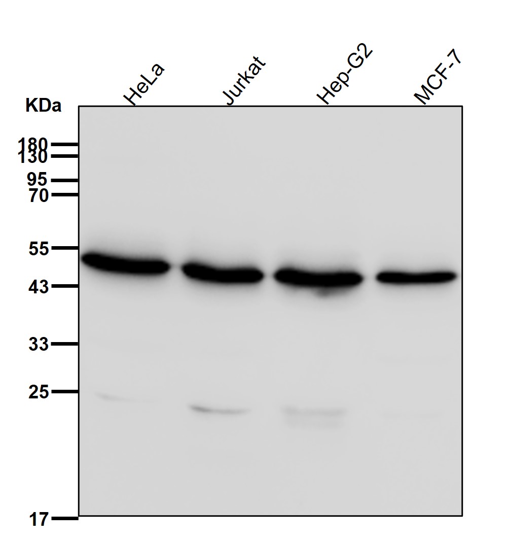 AP 2 complex mu Ab