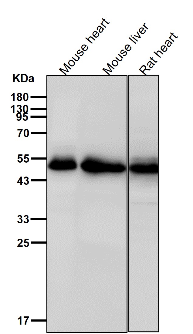 AP 2 complex mu Ab