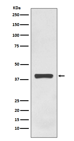 AMPK gamma 1 Ab