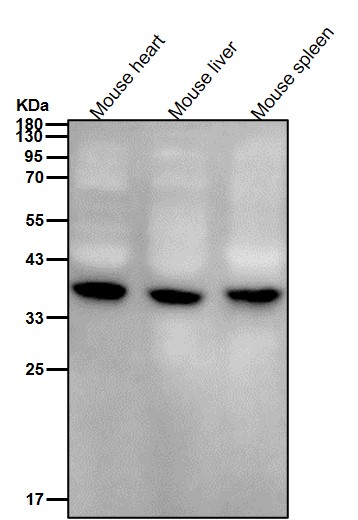 AMPK gamma 1 Ab