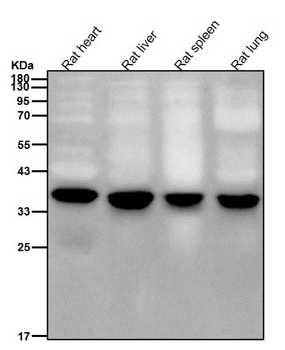 AMPK gamma 1 Ab